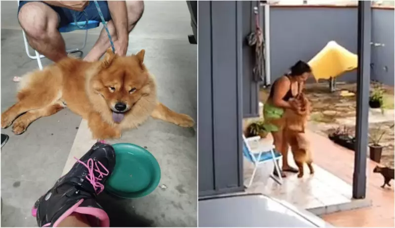 Eutanásia de cães após mordidas: como evitar desfechos trágicos e proteger o bem-estar animal