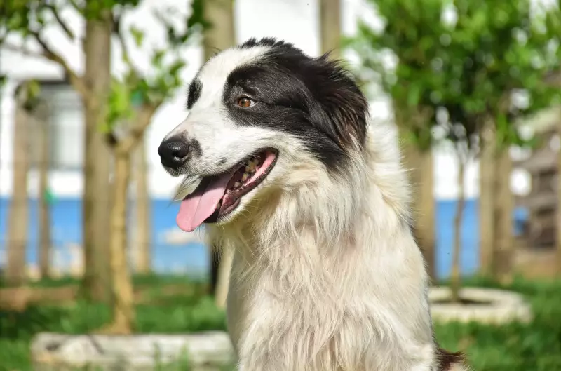 Feira de Adoção de Cães em Botucatu: Encontre Seu Melhor Amigo Neste Domingo!