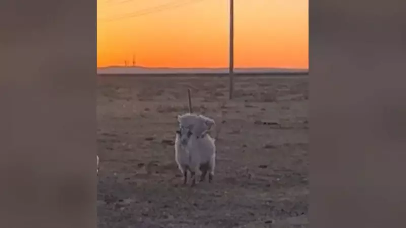 Filhote de cabrito viraliza ao pegar carona nas costas da mãe em vídeo fofo