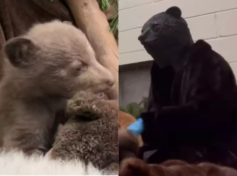 Funcionários usam fantasias de urso para cuidar de filhote órfão na Califórnia — Veja a emocionante história!