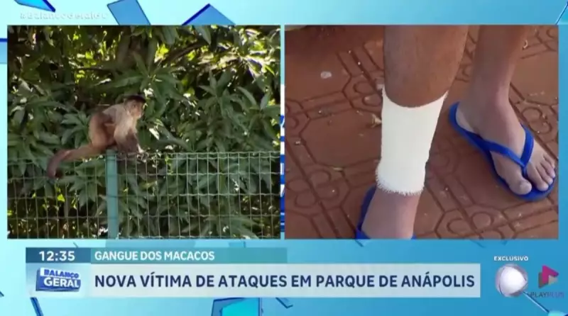 Gangue dos Macacos em Anápolis: Morador é mordido e fica 8 dias internado