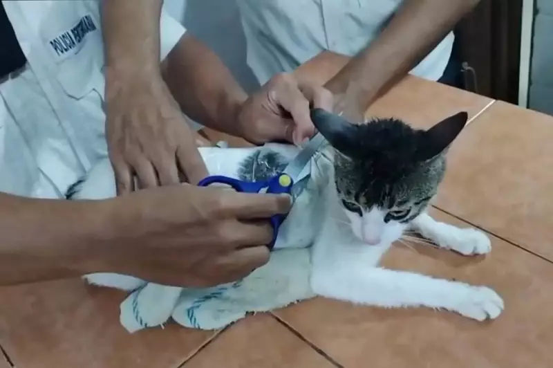 Gato é flagrado tentando entrar em prisão com drogas na Costa Rica; vídeo viraliza