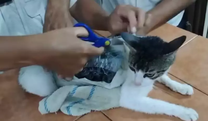 Gato é flagrado transportando drogas para presídio na Costa Rica: caso bizarro choca autoridades