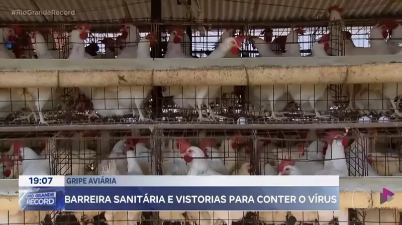 Gripe Aviária em Montenegro (RS): Mais de 17 mil frangos mortos e emergência sanitária declarada