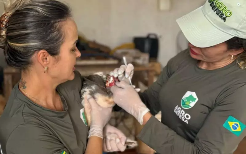 Gripe Aviária: Especialista Alerta sobre Riscos de Transmissão em Humanos e Possíveis Mutações
