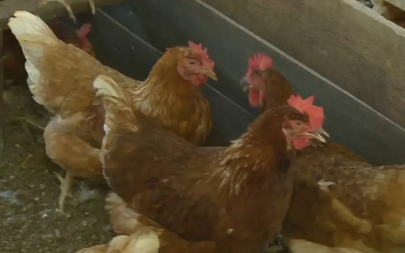 Gripe aviária: Ministério da Agricultura descarta caso suspeito em Sergipe