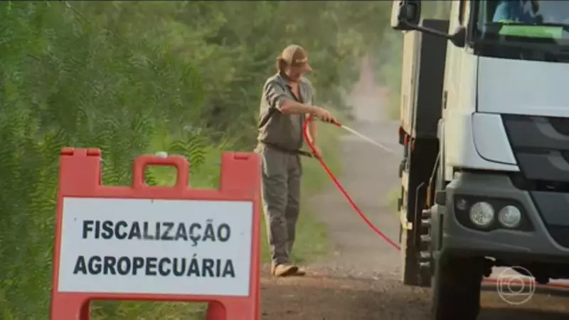 Gripe Aviária: Ministério da Agricultura descarta casos suspeitos em MT, SE e RS