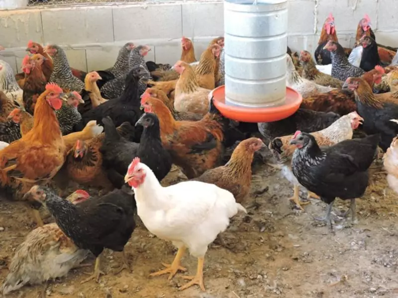 Gripe Aviária no RS: Trabalhador de Granja é Isolado com Suspeita de Infecção