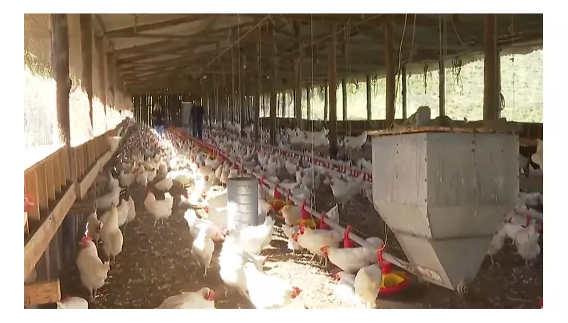 Gripe Aviária: Riscos, Embargo ao Frango e Impactos na Saúde Pública