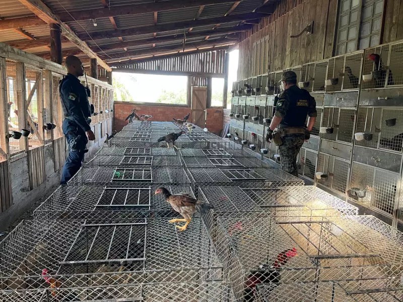 Guarda Municipal usa drone e descobre mais de 500 galos em rinha no RS; homem é preso