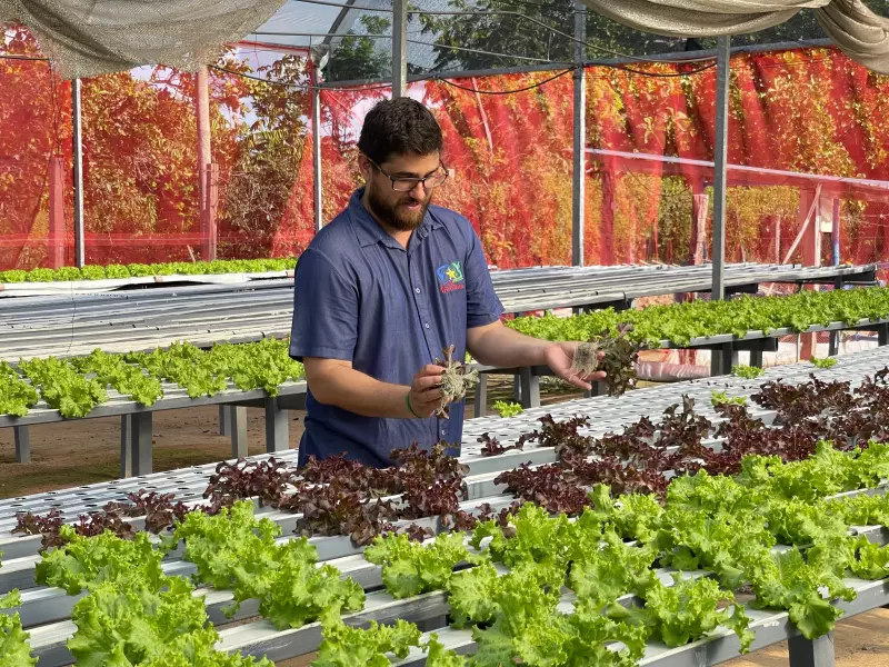 Hidroponia revoluciona cultivo de alface em Roraima: conheça a técnica sem solo