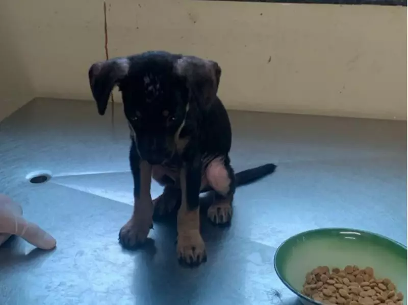 Homem é preso após jogar filhote de cachorro por cima de muro em Belém — Veja o vídeo chocante