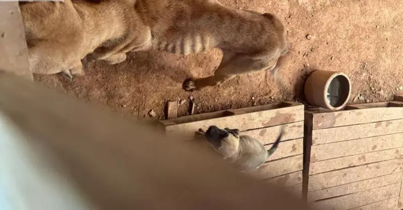 Homem é preso e multado por maus-tratos a cães em Ubá, MG