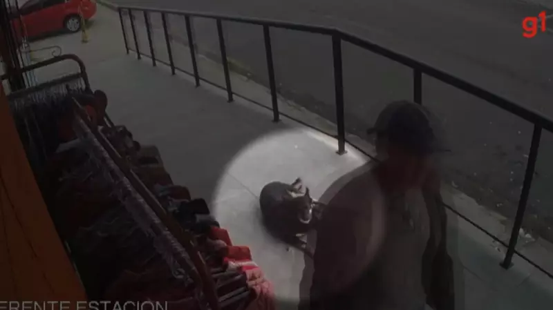 Homem que envenenou cachorrinha comunitária em Guarapuava é condenado, mas não vai para a cadeia — entenda o caso