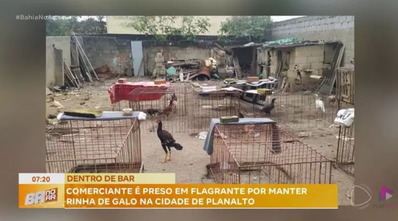 Idoso é preso em flagrante durante rinha de galos em bar na Bahia