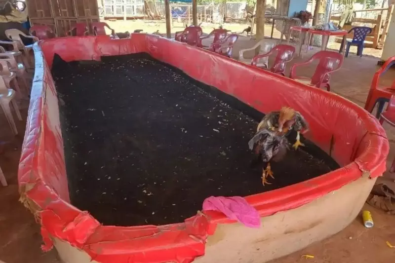 Idoso é preso por organizar rinha de galos e cobrar entrada em MS: veja detalhes