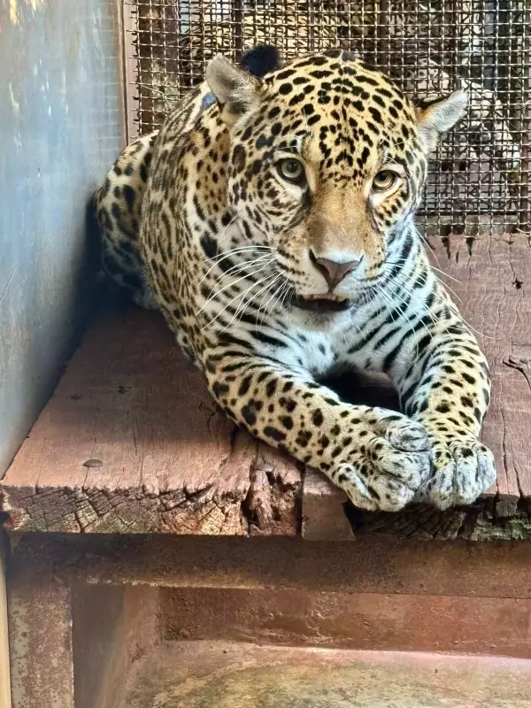 Jaguar pintada é transferida de avião para zoológico de SP e se torna esperança para conservação da espécie