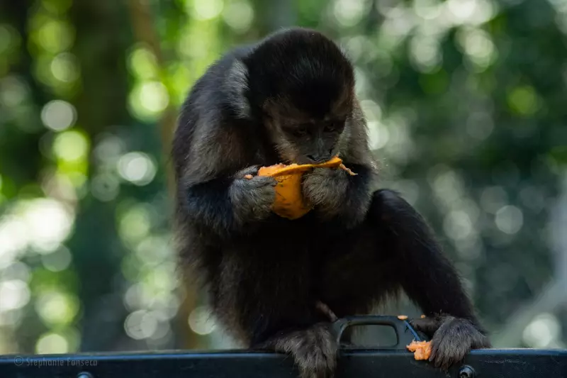 Macaca é flagrada passeando livremente pelas ruas de Monte Alegre; assista ao vídeo