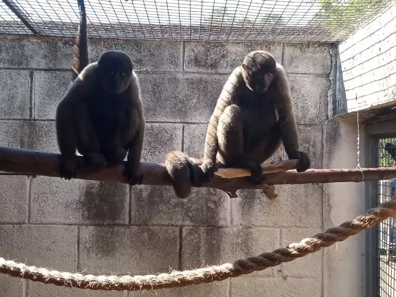 Macacas-barrigudas de Manaus chegam ao Zoológico de Sorocaba para quarentena e cuidados veterinários