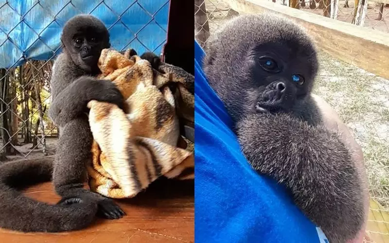 Macacos-barrigudos são transferidos de Manaus para zoológico em SP em projeto de conservação