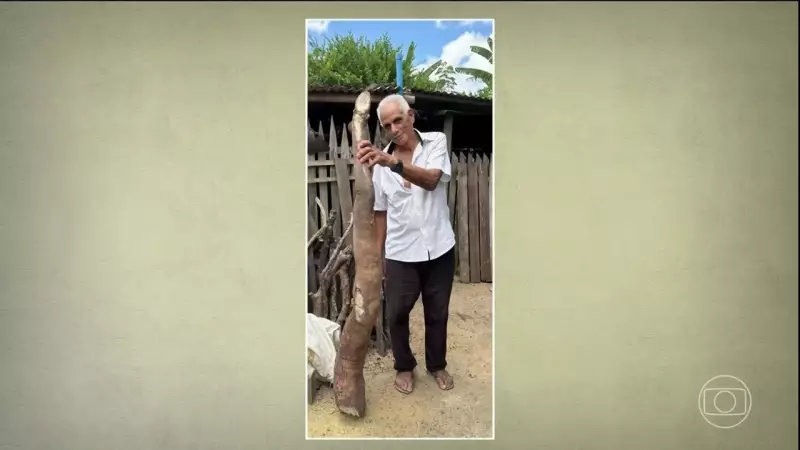 Mandiocas gigantes: agricultores colhem raízes surpreendentes pelo Brasil – entenda o fenômeno