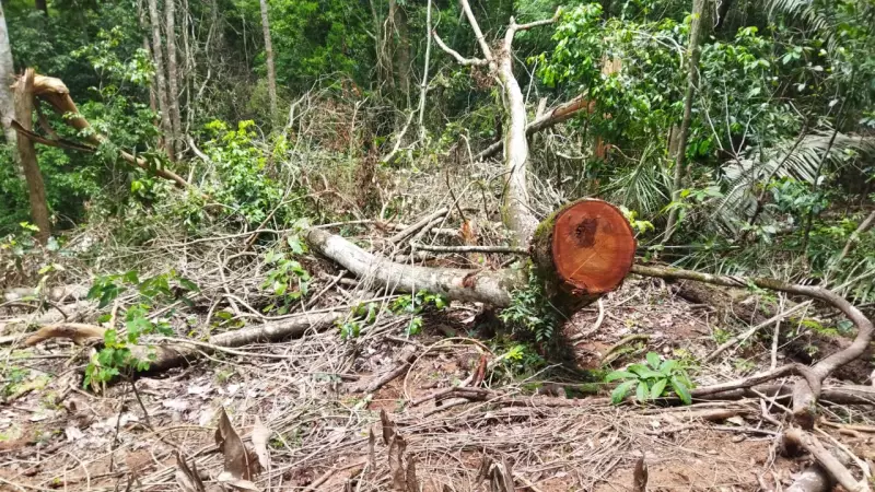Mato Grosso reduz desmatamento em 43%, mas ainda lidera ranking nacional, aponta MapBiomas