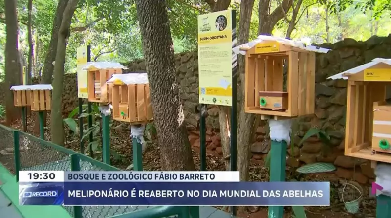 Meliponário reabre em SP no Dia Mundial das Abelhas: conheça a importância desses polinizadores