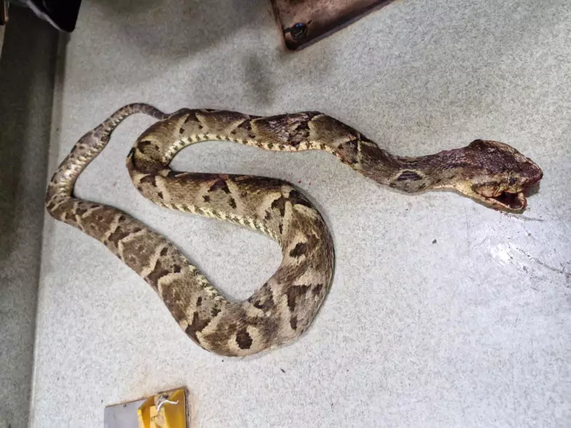 Menina de 6 anos é picada por cobra ao voltar da escola em Coração de Jesus: saiba detalhes