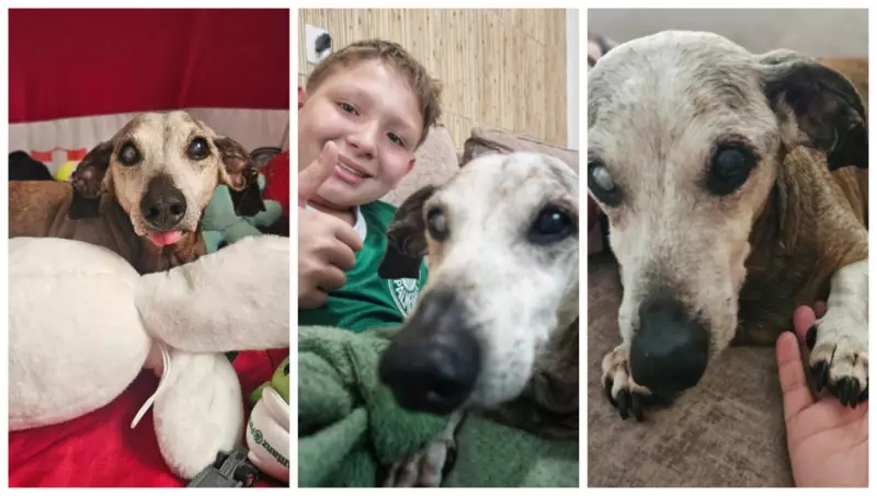 Menino emociona a web ao celebrar 18 anos do cachorro da avó: vídeo viraliza