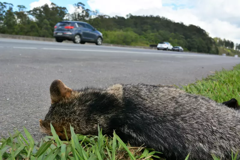 Motociclista sem CNH morre em colisão com animal na BR-222, no Piauí: tragédia no trânsito