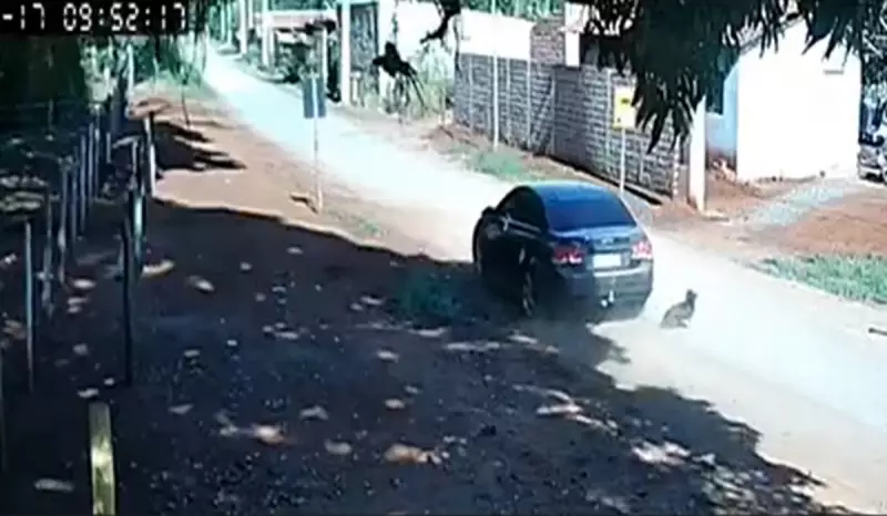 Motorista atropela cadela e foge sem prestar socorro em SP; vídeo choca