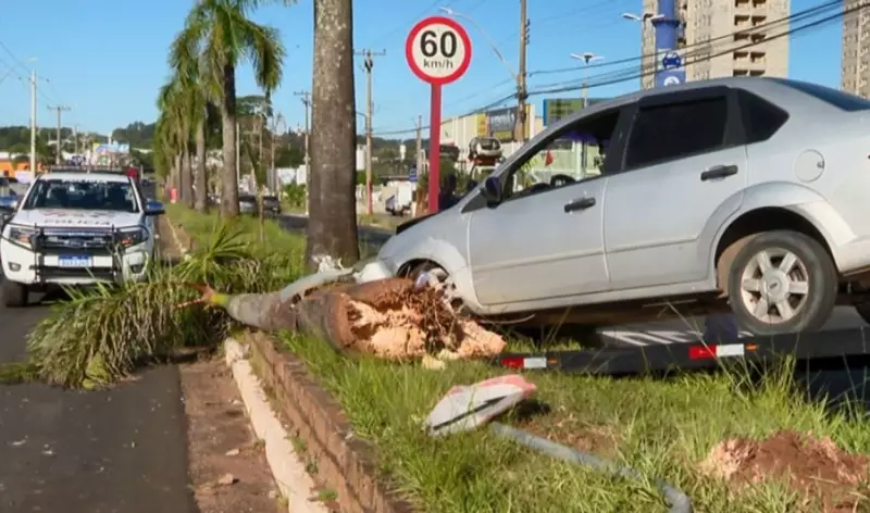 Motorista perde controle de carro, invade canteiro e derruba coqueiro e placa de trânsito em São Carlos