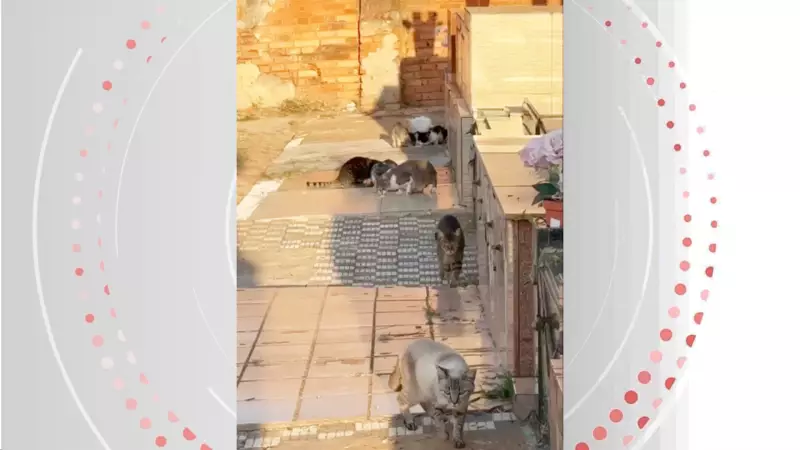 MP questiona Prefeitura de Piracicaba após denúncia de redução de ração para gatos abandonados