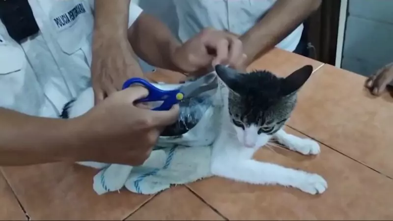 Narcogato: Gato é preso ao tentar levar drogas para presídio na Costa Rica