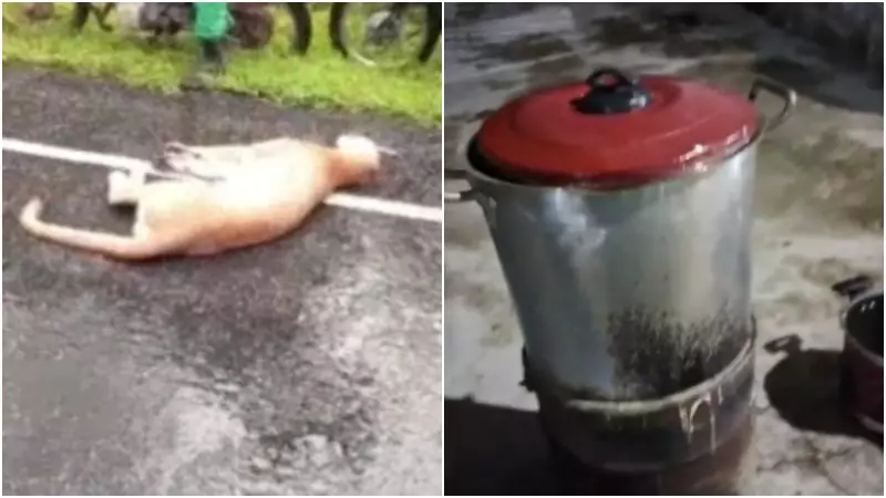 Onça-parda é atropelada e carne do animal é usada em ensopado no Ceará: caso choca e gera revolta