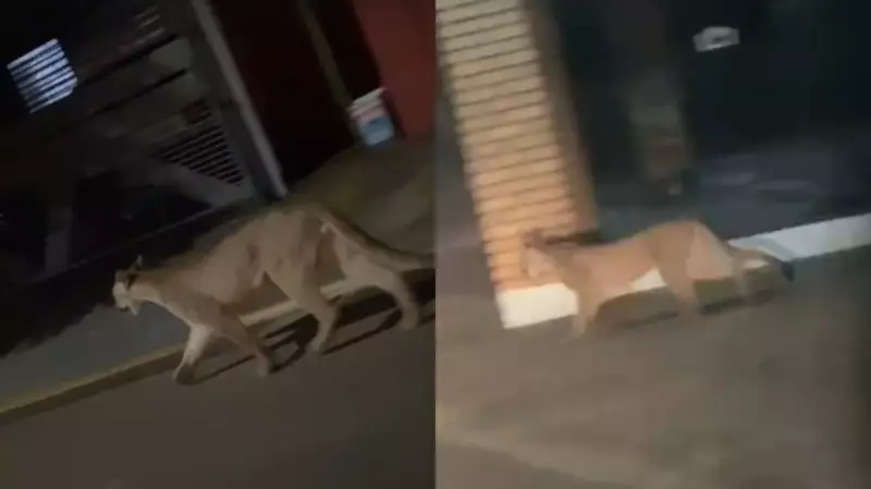 Onça-parda é avistada em cemitério de MS e coloca cidade em alerta; veja vídeo