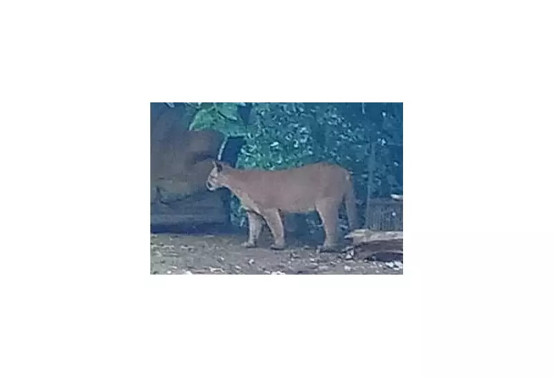 Onça-parda é flagrada em área urbana de Itapeva: veja o vídeo impressionante!