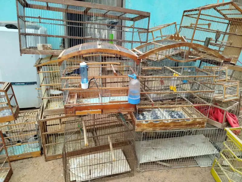 Operação policial resgata 21 aves silvestres de cativeiro ilegal no Piauí