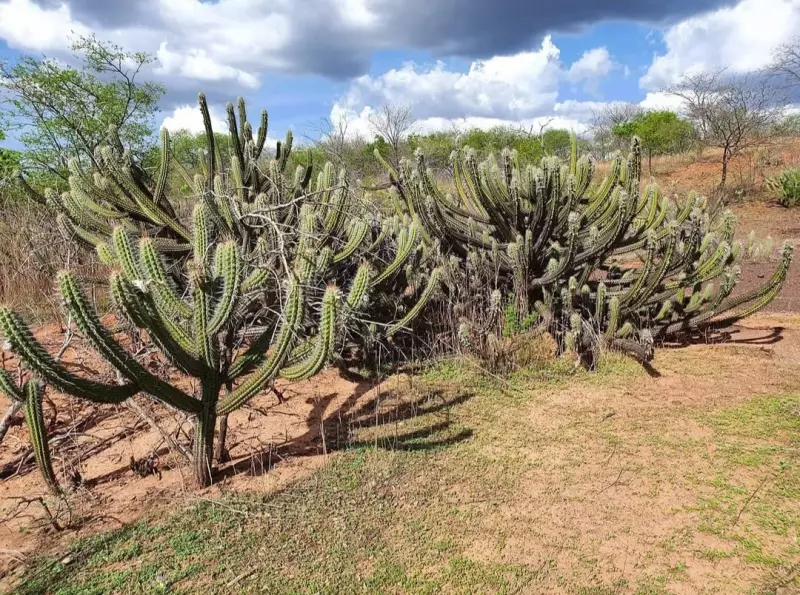 Paraíba registra queda de 41% no desmatamento de vegetação nativa, aponta relatório