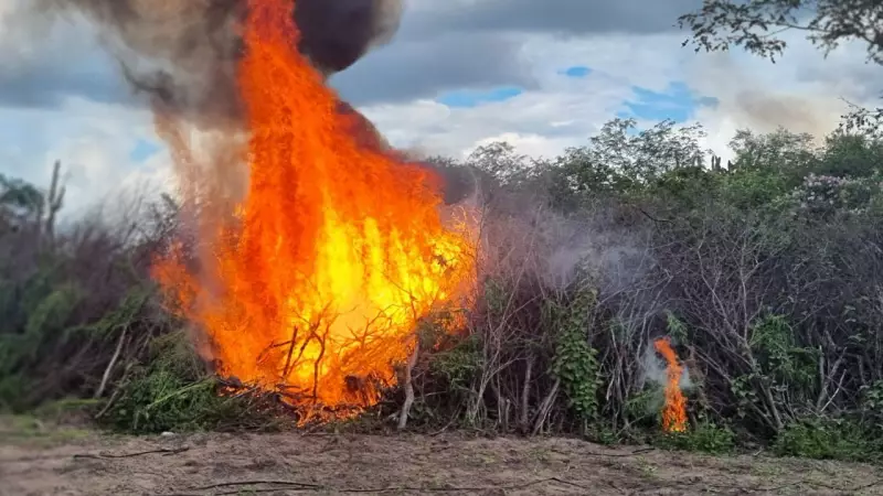 PF destrói mais de 430 mil pés de maconha no sertão de Pernambuco em megaoperação