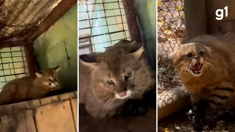 PF investiga servidor do Ibama por transportar gatos-palheiros do Pantanal para o RS sem autorização