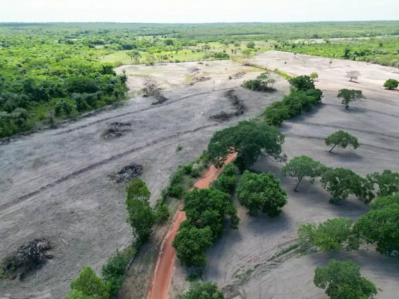 Piauí em Alerta: Desmatamento Avança e Quatro Municípios Lideram Destruição da Vegetação Nativa em 2024
