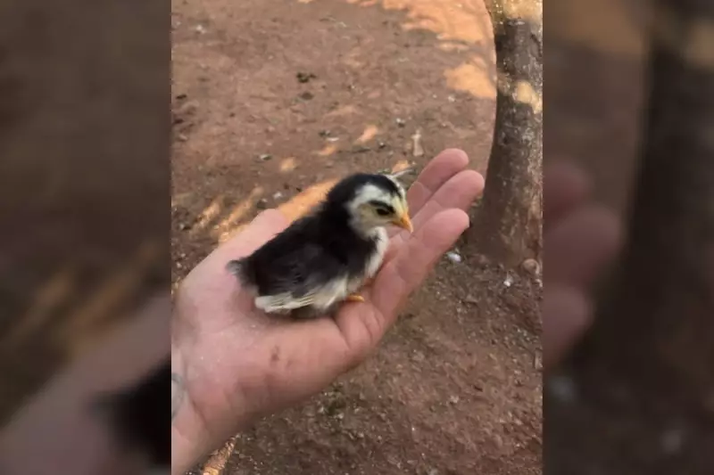 Pintinho nasce com 'sobrancelha' no Paraná e vira sensação nas redes; entenda o fenômeno!