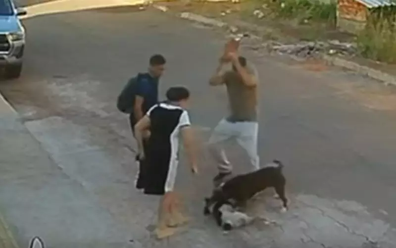 Pit Bull foge de casa e ataca outro cachorro em Goiânia: vizinhos revelam histórico de fugas