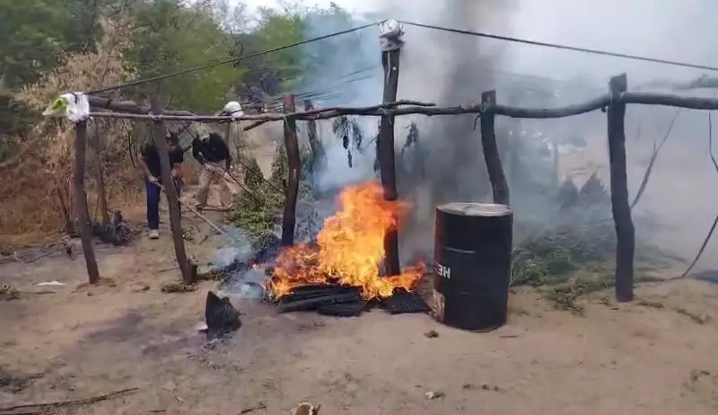Polícia Civil destrói 200 mil pés de maconha no Sertão da Paraíba em megaoperação