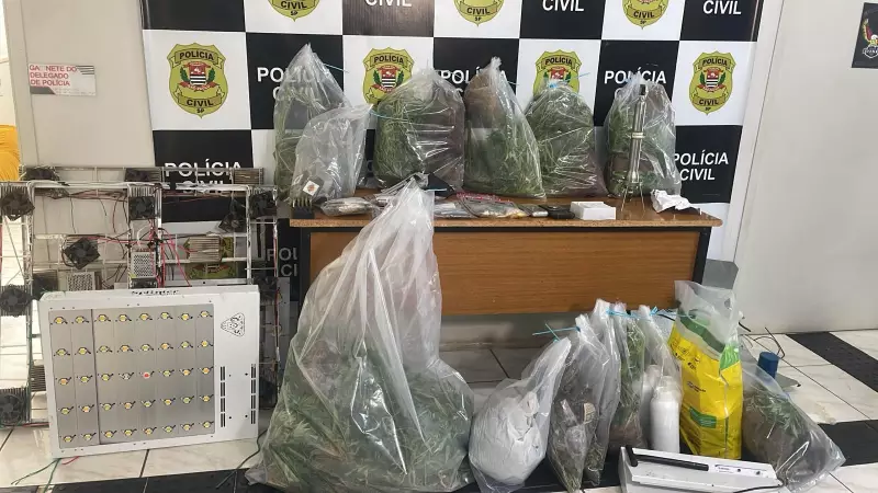 Polícia desmantela estufa de maconha em Mogi Guaçu com R$ 500 mil em drogas e prende três suspeitos