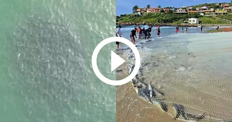 Primeiro grande lanço de tainhas em SC: imagens impressionantes viralizam na internet
