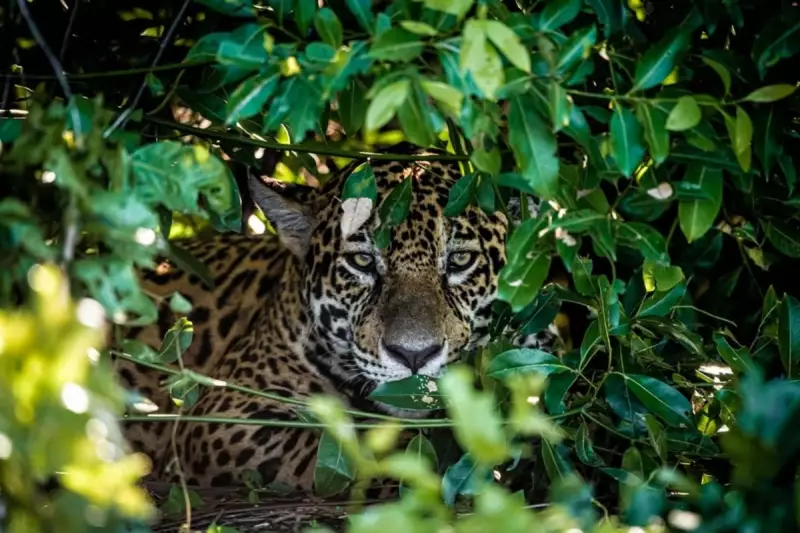 Raro flagrante: Três onças-pintadas descansam às margens do Rio Miranda, no Pantanal