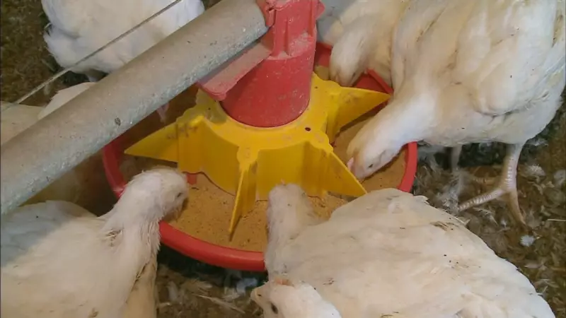RS instala barreiras de desinfecção após foco de gripe aviária em granja: entenda as medidas
