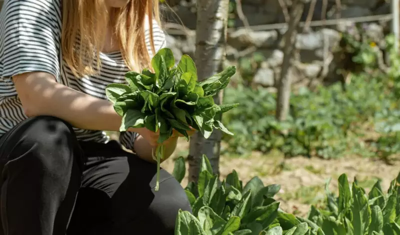 Santa Catarina se destaca como quarto maior produtor de alimentos orgânicos do Brasil